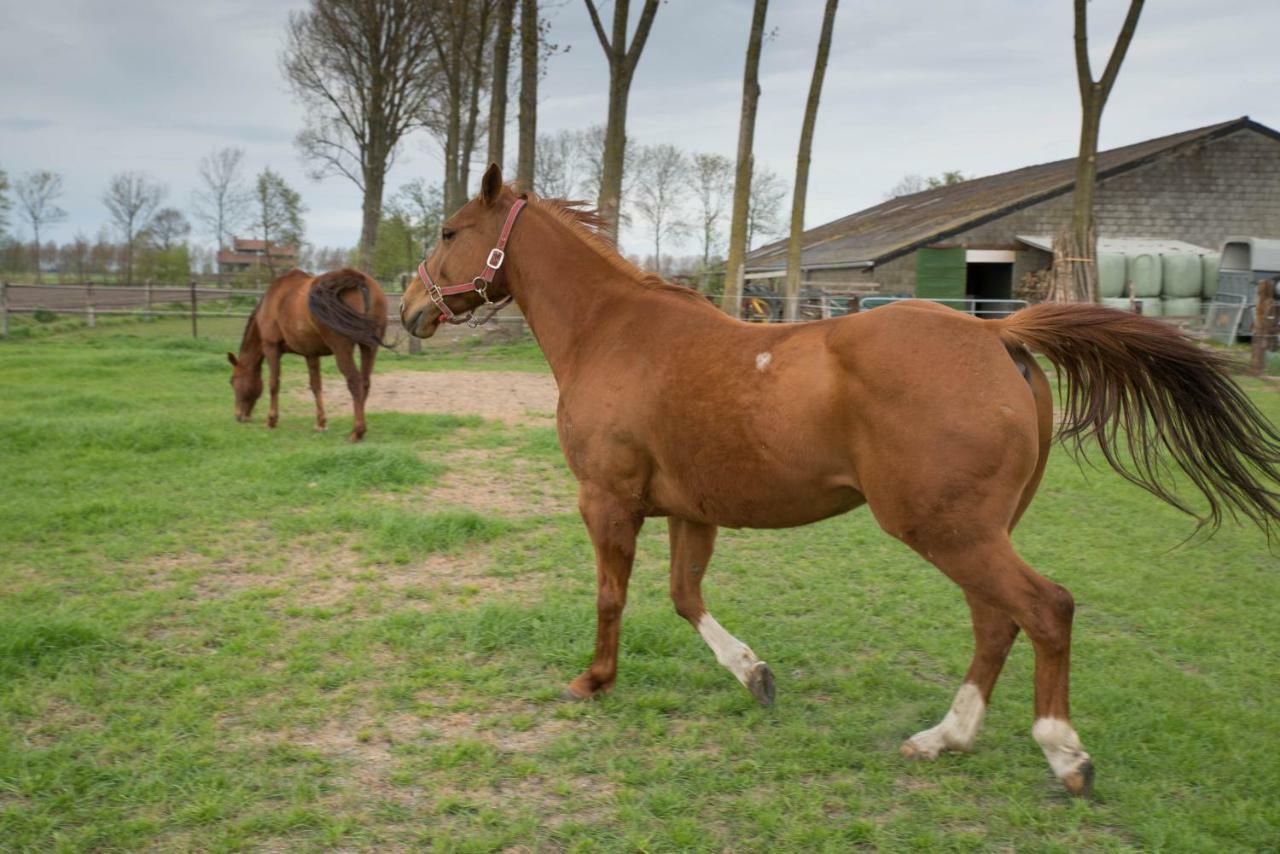 Boeren Biezen Bed Landelijkヴィラ エクステリア 写真