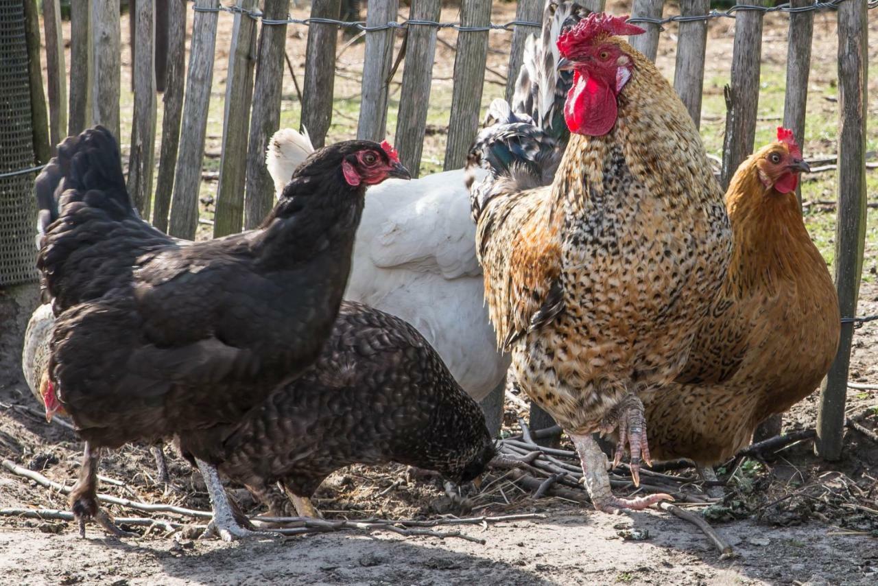 Boeren Biezen Bed Landelijkヴィラ エクステリア 写真