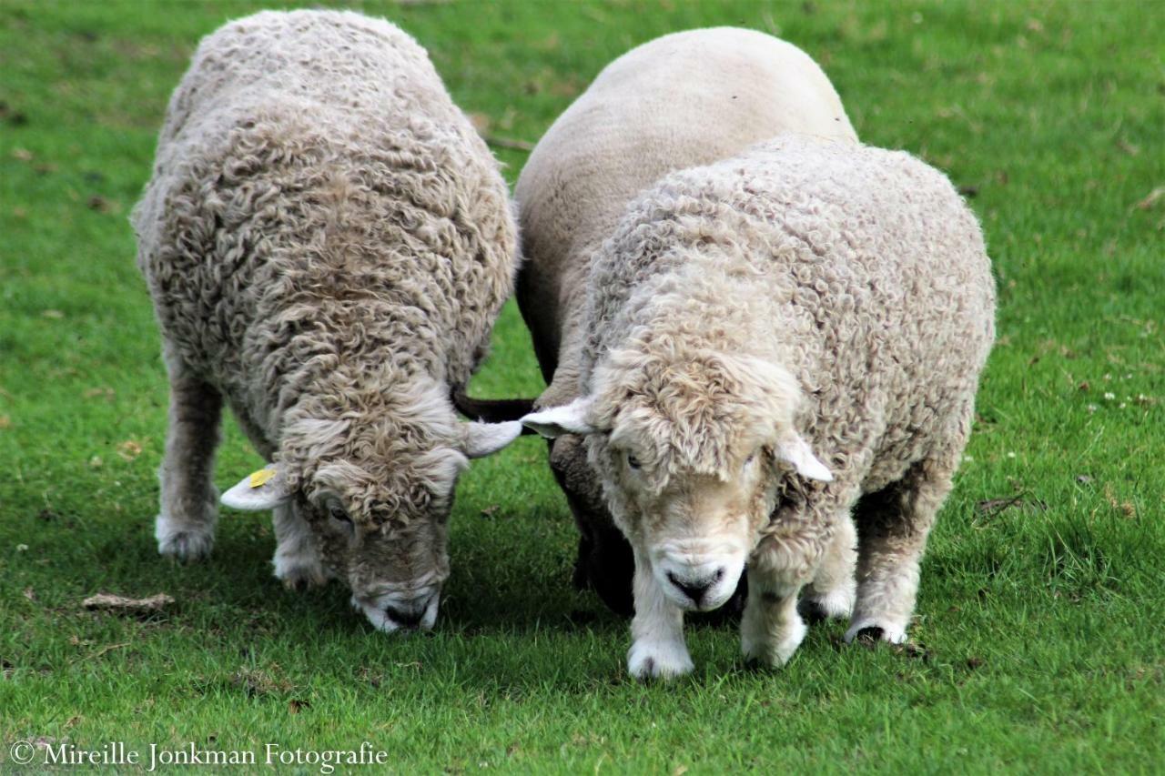 Boeren Biezen Bed Landelijkヴィラ エクステリア 写真